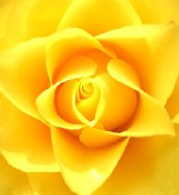 yellow rose